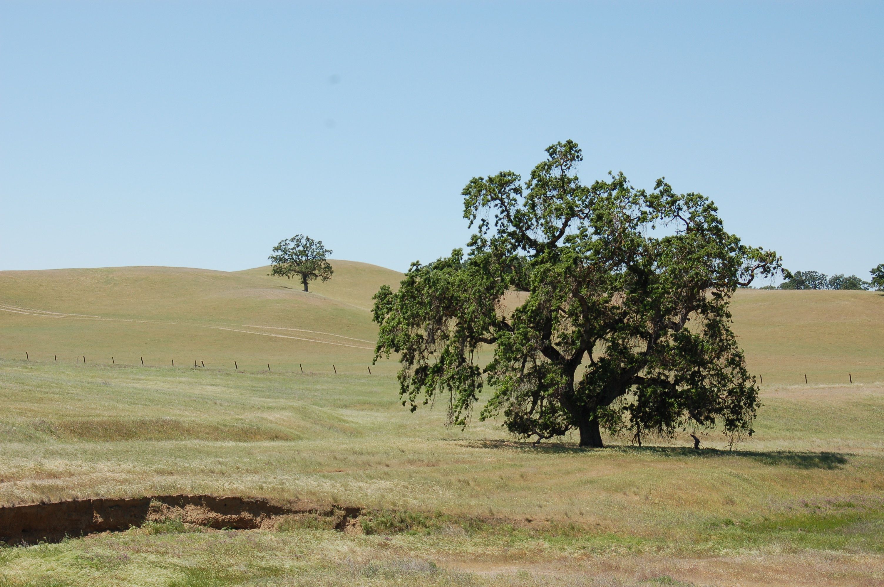 oake tree image
