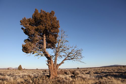 Photo of Juniper Tree